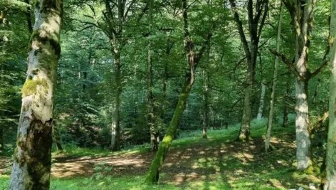 جنگل نجارده