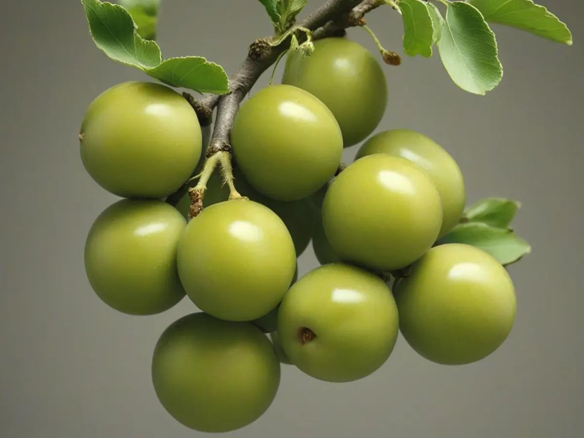 خواص و مضرات گوجه سبز