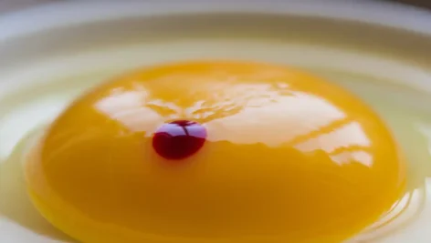 لکه خون در تخم مرغ